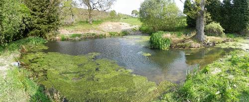 Great Crested Newt Pond At Clywedog Caravan Park